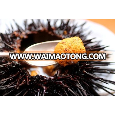 Sea Urchin - Fresh / Frozen